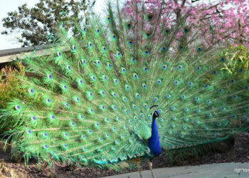 טיול בגן הבוטני בלוס אנג'לס