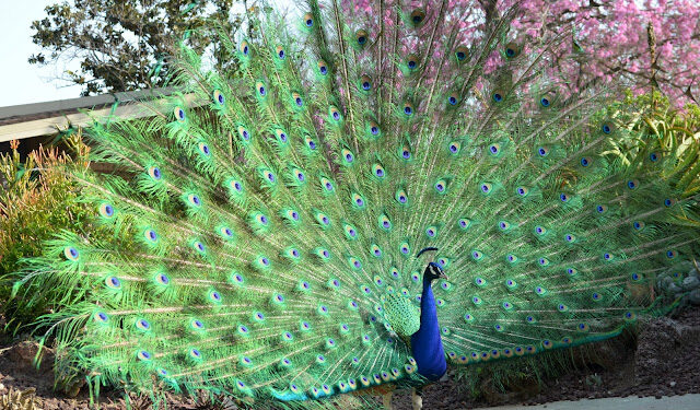 טווס פורס את נוצותיו | צילום: גל מאירי טיול בגן הבוטני בלוס אנג'לס