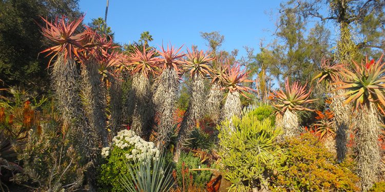 מסע מסביב לעולם בגני האנטינגטון