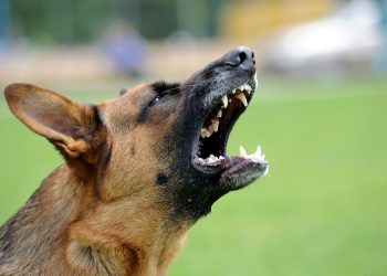 חוק האחריות המוחלטת של בעלי כלבים בקליפורניה